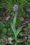 Orchis simia