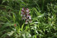 Orchis purpurea