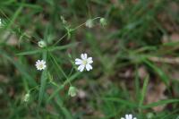 Rabelera holostea