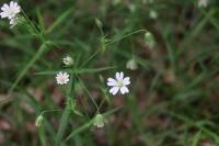 Rabelera holostea