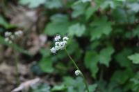 Sanicula europaea
