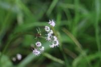 Sanicula europaea