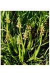 Orchis anthropophora