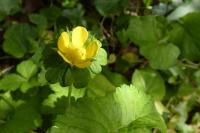 Potentilla indica