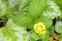 Potentilla indica