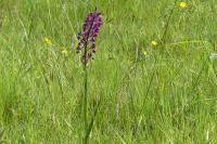 Anacamptis laxiflora