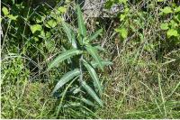 Euphorbia lathyris