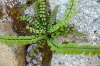 Asplenium trichomanes