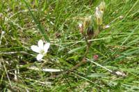 Saxifraga granulata