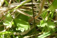 Saxifraga granulata