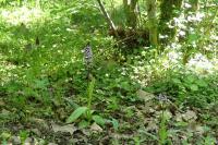 Orchis purpurea