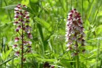 Orchis purpurea