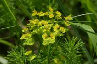 Euphorbia cyparissias