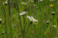Leucanthemum ircutianum