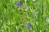 Muscari comosum