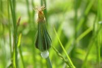 Tragopogon pratensis