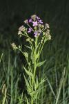 Hesperis matronalis
