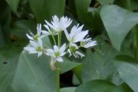 Allium ursinum