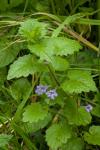 Glechoma hederacea