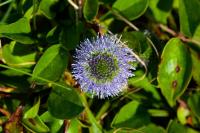 Globularia bisnagarica