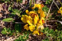 Cytisus lotoides