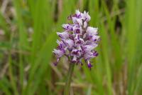 Orchis simia