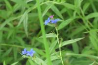 Aegonychon purpurocaeruleum