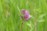 Trifolium pratense