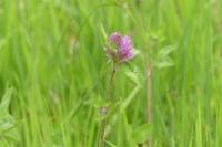 Trifolium pratense