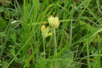Primula veris