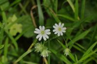 Rabelera holostea