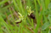 Ophrys aranifera