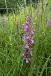 Orchis mascula