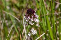 Neotinea ustulata