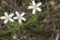 Rabelera holostea