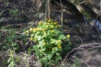 Caltha palustris