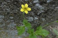 Geum urbanum