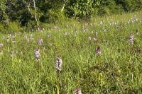 Orchis purpurea