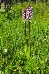 Orchis purpurea
