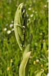 Himantoglossum hircinum