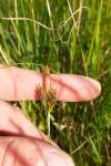 Carex caryophyllea