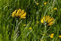 Tragopogon pratensis