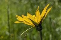 Tragopogon pratensis