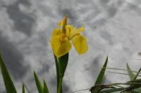 Iris pseudacorus