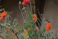 Papaver rhoeas