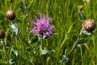 Centaurea