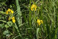 Iris pseudacorus