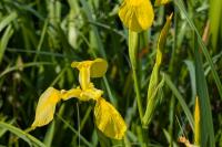 Iris pseudacorus