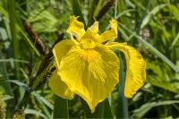 Iris pseudacorus