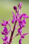 Anacamptis laxiflora